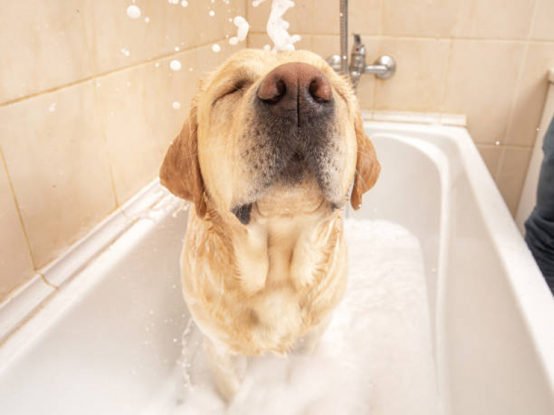 Onde Faz Banho Terapêutico para Gato SIG Setor de Indústrias Gráficas - Banho Terapêutico para Pets