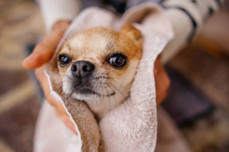 Onde Faz Banho Terapêutico para Gatos Condomínio Santa Mônica - Banho Terapêutico para Cães