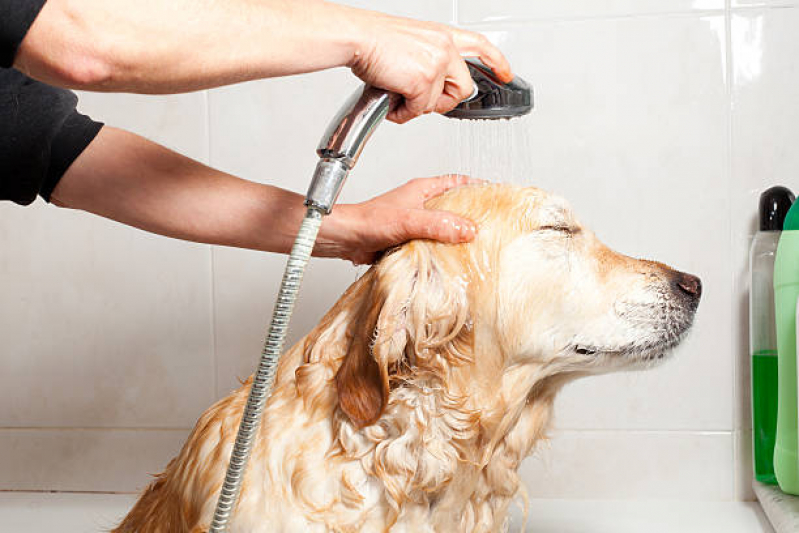 Onde Faz Banho Terapêutico para Pets Park Sul - Banho Terapêutico para Cachorro