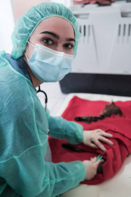Onde Faz Cirurgia de Castração de Cachorro Lago Oeste - Cirurgia em Animais