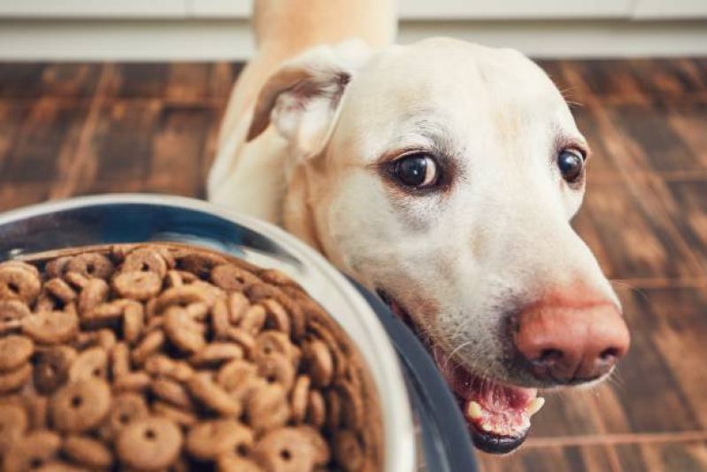 Onde Marcar Endocrinologia Animal SBS SETOR BANCÁRIO SUL - Endocrinologia para Cachorros e Gatos