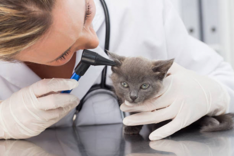 Onde Marcar Endocrinologia Cachorros ZfN Zona Industrial - Endocrinologia para Cães e Gatos