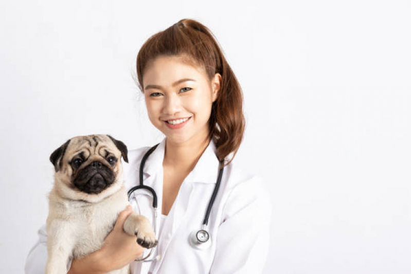 Onde Marcar Endocrinologia para Cães e Gatos Águas Claras - Endocrinologia para Animais