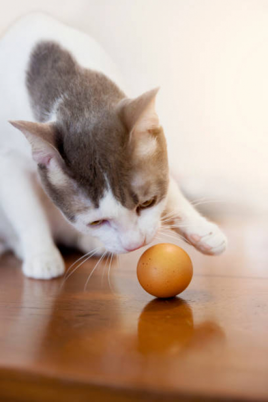 Onde Marcar Endocrinologia para Gato Asa Sul - Endocrinologia para Pet