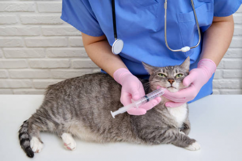 Onde Marcar Neurologia Animal Guara - Neurologia para Gato