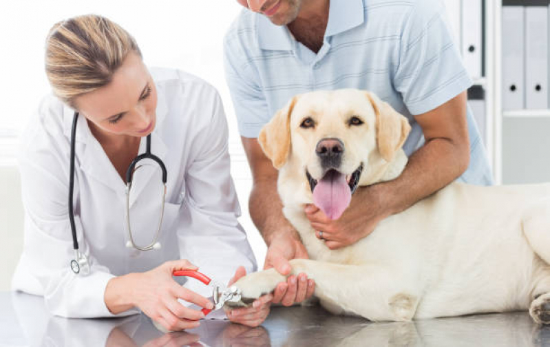 Onde Marcar Neurologia Cachorros Cruzeiro Velho - Neurologia para Cachorros