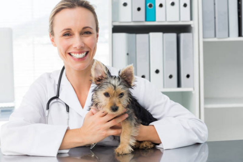 Onde Marcar Neurologia para Cachorro ZfN Zona Industrial - Neurologia para Animais