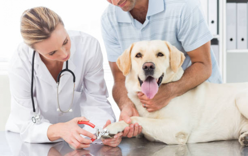 Onde Marcar Neurologia para Cachorros SHTS Setor Hoteleiro Sul - Neurologia para Cachorro