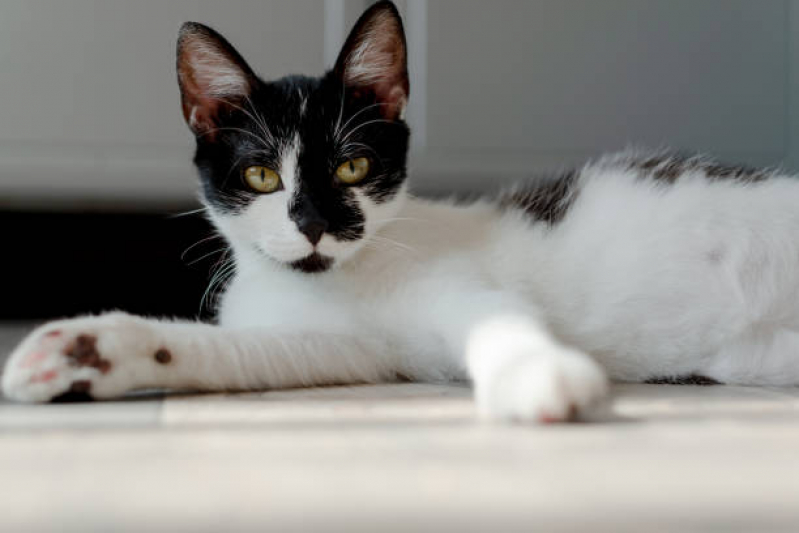 Onde Marcar Neurologia para Gatos Octogonal - Neurologia para Pet