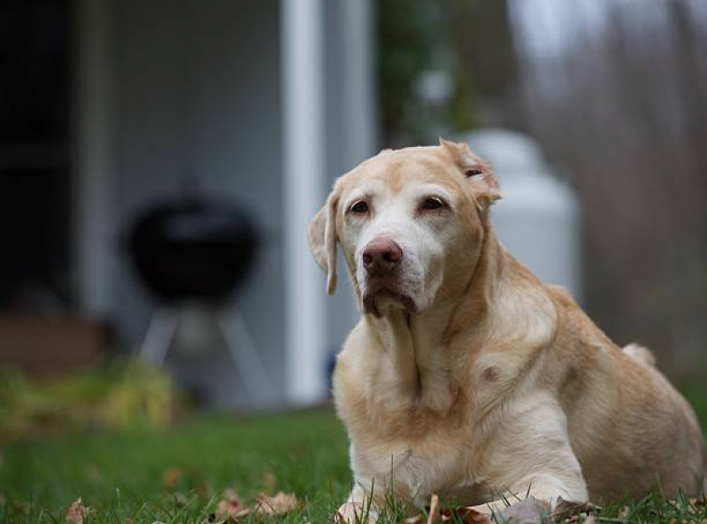 Onde Marcar Neurologia para Pet Distrito Federal - Neurologia para Cachorro