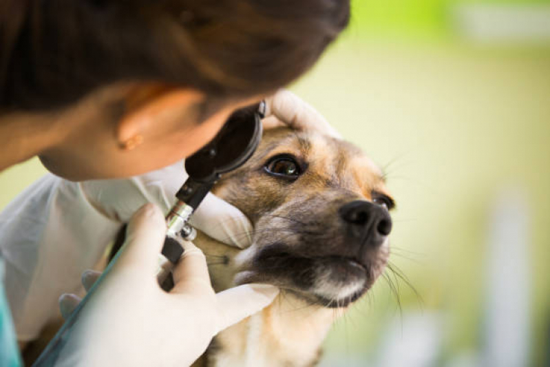 Onde Marcar Oftalmologia Especializado em Cães Sh Arniqueiras - Oftalmologista Canino