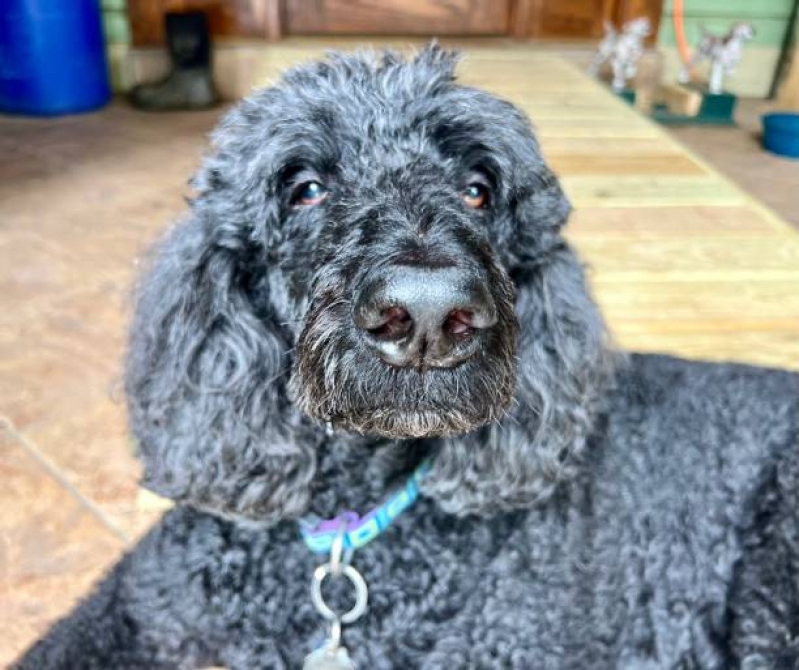 Onde Marcar Oncologia Animal Praça dos Três Poderes - Oncologia para Cachorro Asa Norte