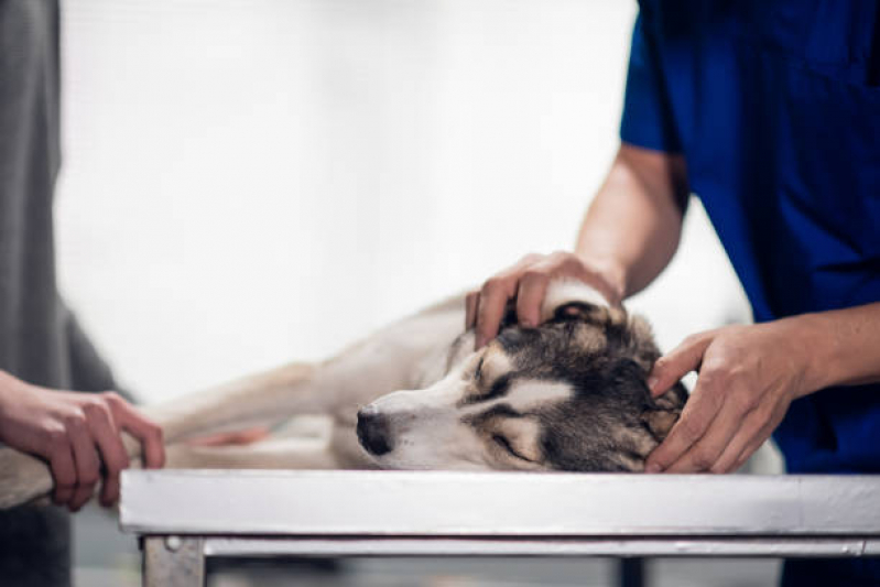 Onde Marcar Oncologia Cães de Grande Porte SETOR DE ARMAZENAGEM E ABASTECIMENTO NORTE - Oncologia em Cães