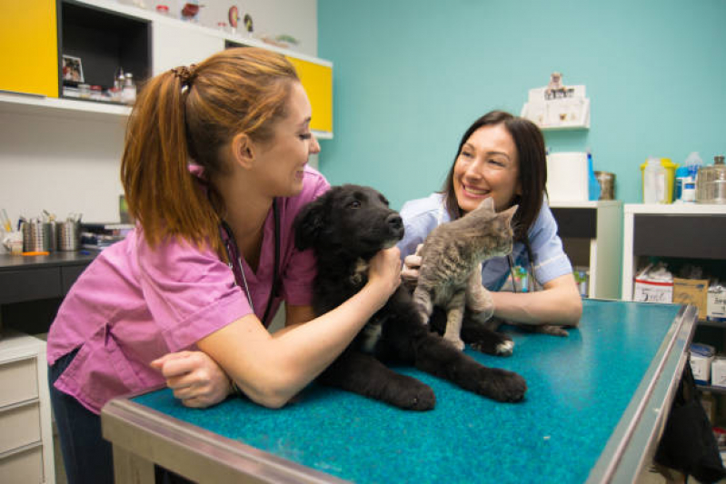 Onde Marcar Oncologia de Cachorro Sh Arniqueiras - Oncologia Animal