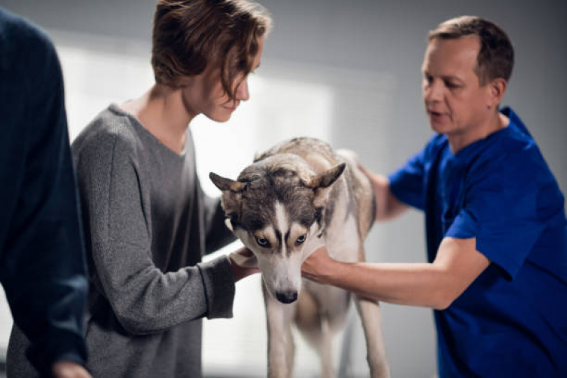 Onde Marcar Oncologia para Animais de Pequeno Porte Sudeste - Oncologia Animal