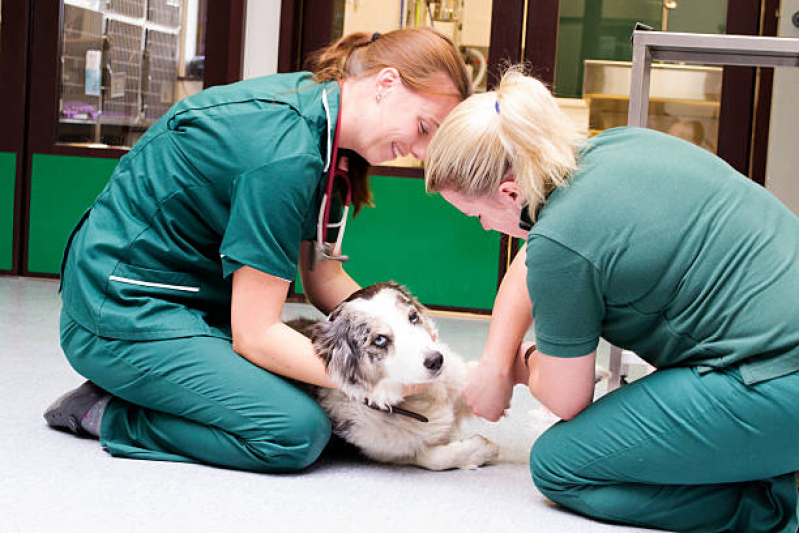 Onde Marcar Oncologia para Cachorro de Pequeno Porte Lado Norte - Oncologia de Animais