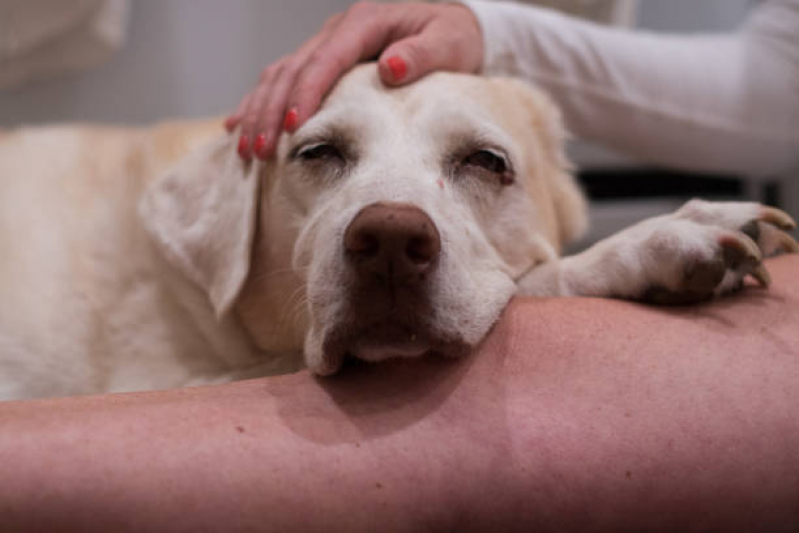 Onde Marcar Oncologia para Cachorro ZR Zona Residencial - Oncologia para Cães