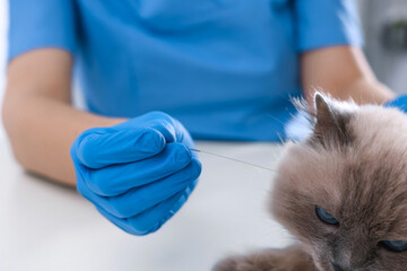 Onde Tem Acupuntura para Pequenos Animais Asa Sul - Acupuntura Veterinária em Gatos