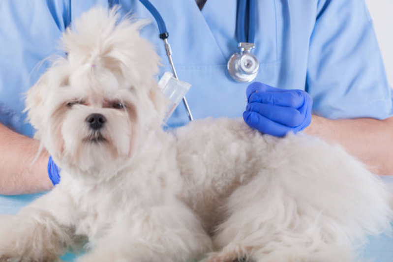 Onde Tem Acupuntura Veterinária para Cachorros Zona Industrial - Acupuntura em Pequenos Animais