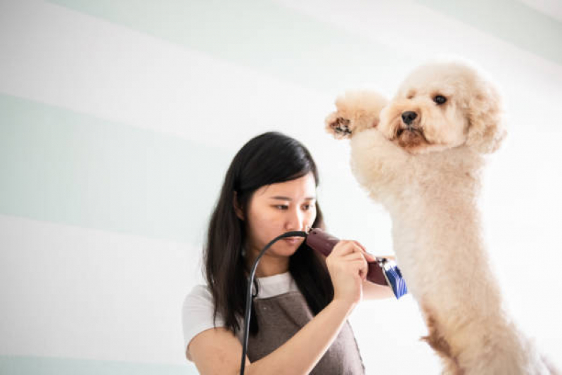 Onde Tem Banho e Tosa Delivery PTP Praça dos Três Poderes - Banho e Tosa para Cachorro