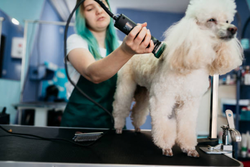 Onde Tem Banho e Tosa para Gatos Eixo Rodoviário Sul - Pet Shop Perto de Mim Banho e Tosa