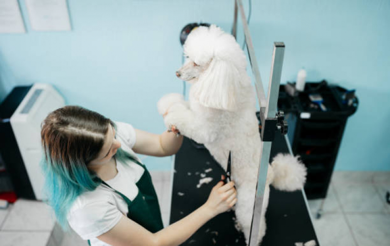 Onde Tem Banho e Tosa Pet Shop Lado Norte - Banho e Tosa para Cachorro