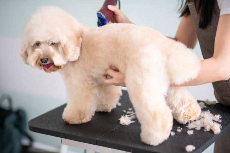 Onde Tem Banho em Gato Pet Shop Brasília - Banho e Tosa Brasília