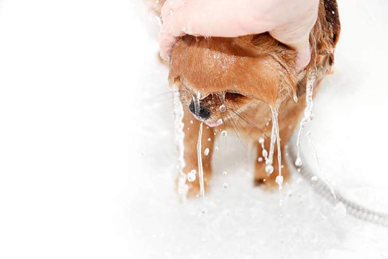 Onde Tem Banho Natural Cachorro Zona Industrial - Banho Natural para Pet