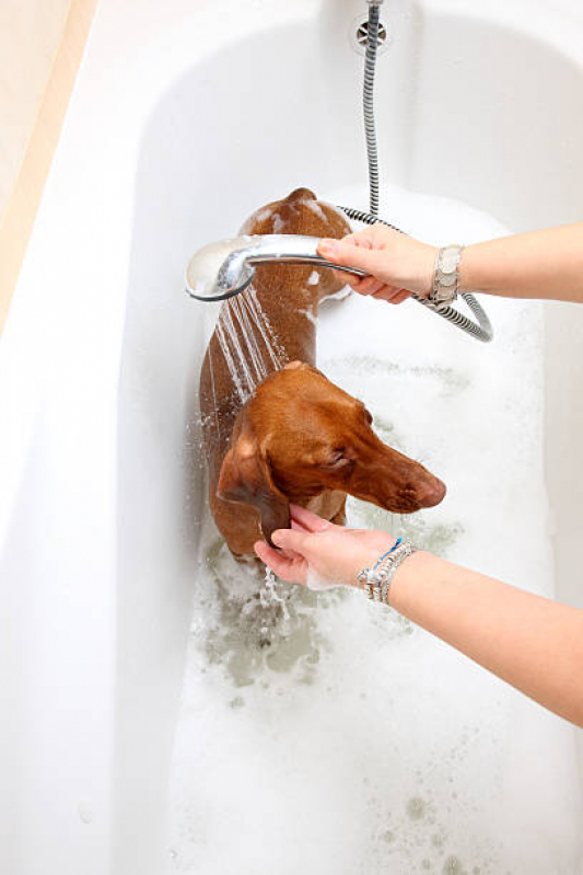 Onde Tem Banho Natural Gato Octogonal - Banho Natural para Cachorros