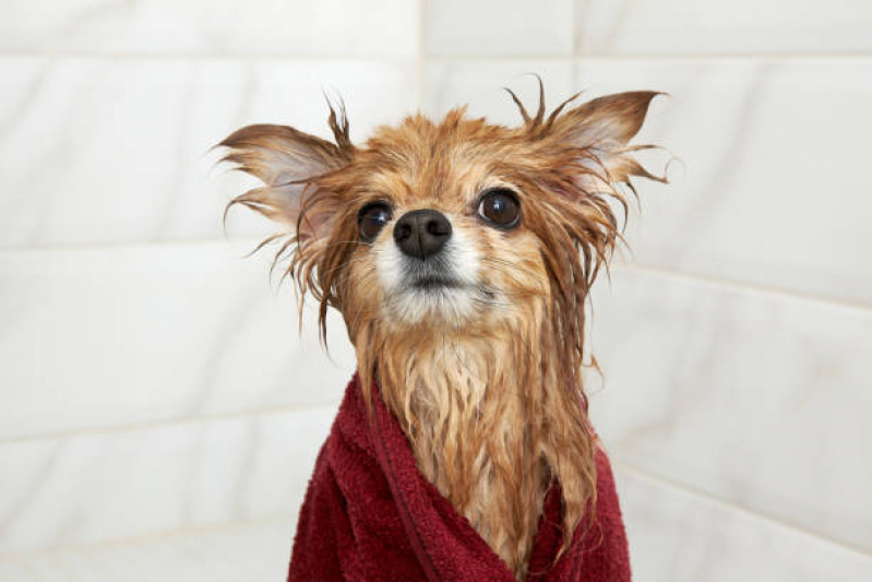 Onde Tem Banho Natural para Animais de Estimação Zona Industrial - Banho Natural para Cachorro