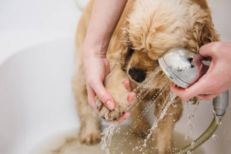 Onde Tem Banho Natural para Animais Cruzeiro - Banho Natural para Cachorros