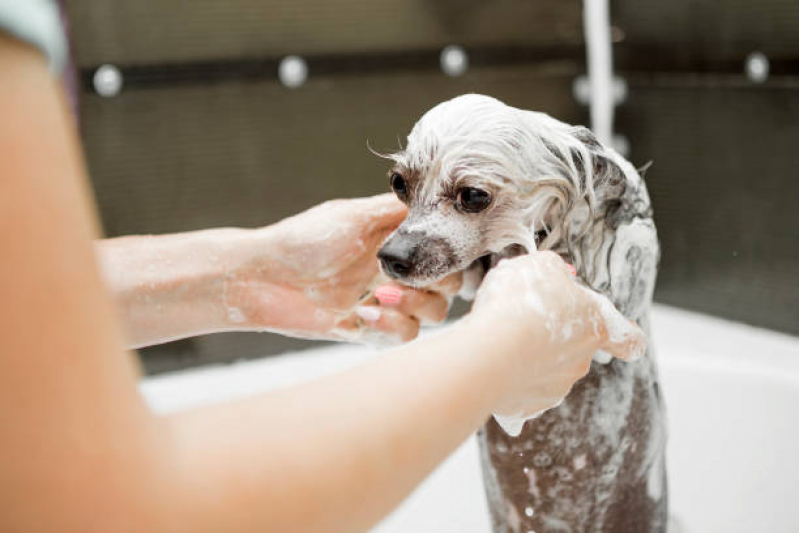 Onde Tem Banho Natural para Cachorro EPNA Estrada Parque das Nações - Banho Natural para Pet