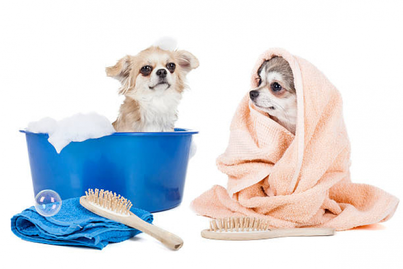 Onde Tem Banho Natural para Cachorros e Gatos Condomínio Santa Mônica - Banho Natural para Animais
