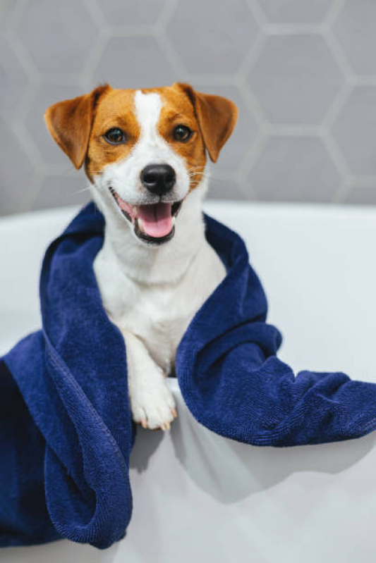 Onde Tem Banho Natural para Cachorros Itapuã - Banho Natural para Animais