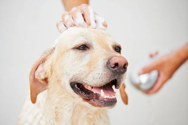 Onde Tem Banho Natural para Cães e Gatos SETOR DE INDUSTRIA GRAFICA BIOTIC - Banho Natural para Animais Asa Norte