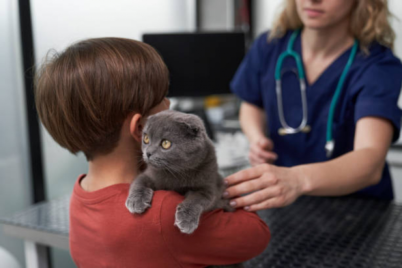 Onde Tem Banho Natural para Gatos Aeroporto BSB - Banho Natural para Animais Asa Norte