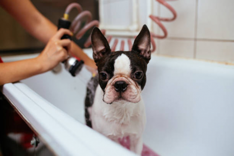 Onde Tem Banho Natural para Pet Zona Industrial - Banho Natural para Cachorros e Gatos