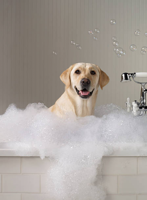 Onde Tem Banho Terapêutico Animal Águas Claras - Banho Terapêutico para Cães