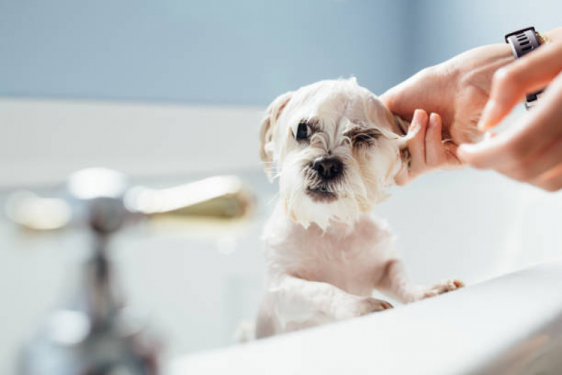 Onde Tem Banho Terapêutico Cachorro Setor Administrativo - Banho Terapêutico para Animais de Estimação