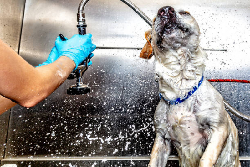 Onde Tem Banho Terapêutico Gato Plano Piloto - Banho Terapêutico para Cães