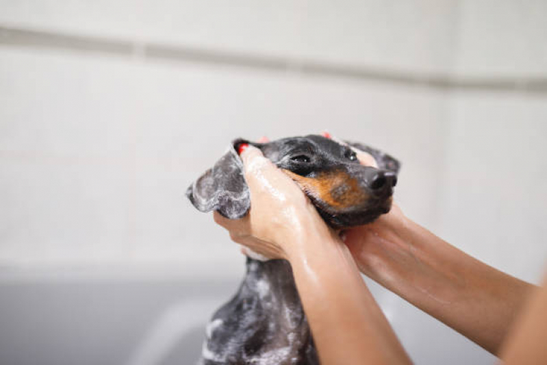 Onde Tem Banho Terapêutico para Animais Setor Sudoeste - Banho Terapêutico para Cachorros