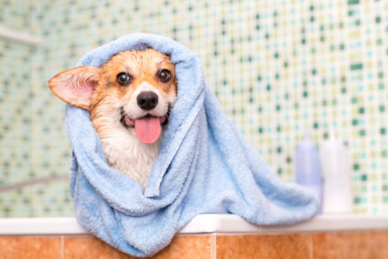 Onde Tem Banho Terapêutico para Cachorro Eixo Rodoviário Oeste - Banho Terapêutico para Animais