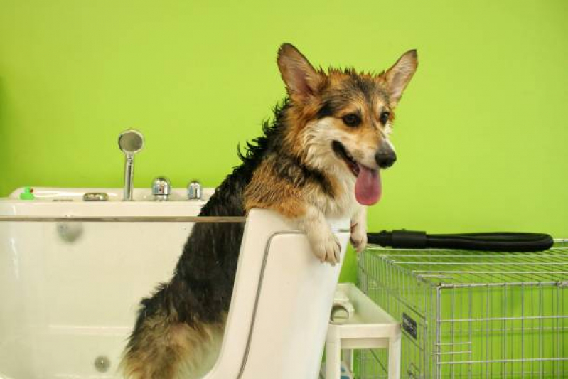 Onde Tem Banho Terapêutico para Gato Eixo Monumental - Banho Terapêutico para Cachorros
