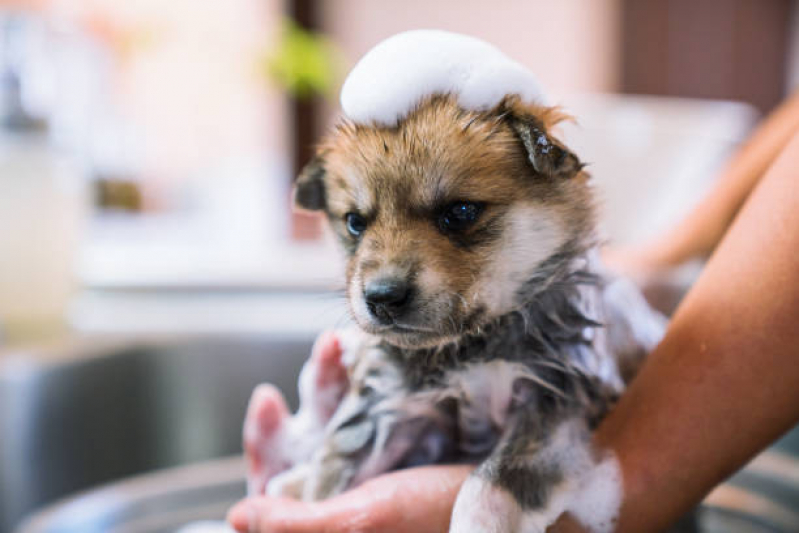 Onde Tem Banho Terapêutico para Pets Grande Colorado - Banho Terapêutico para Cães