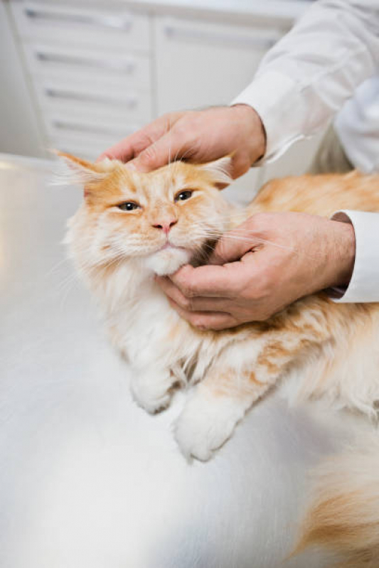 Onde Tem Consulta de Dermatologista para Pet Centro - Consulta para Animais