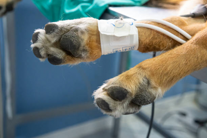 Onde Tem Consulta de Fisioterapia para Pet Altiplano Leste - Consulta de Dermatologista para Pet