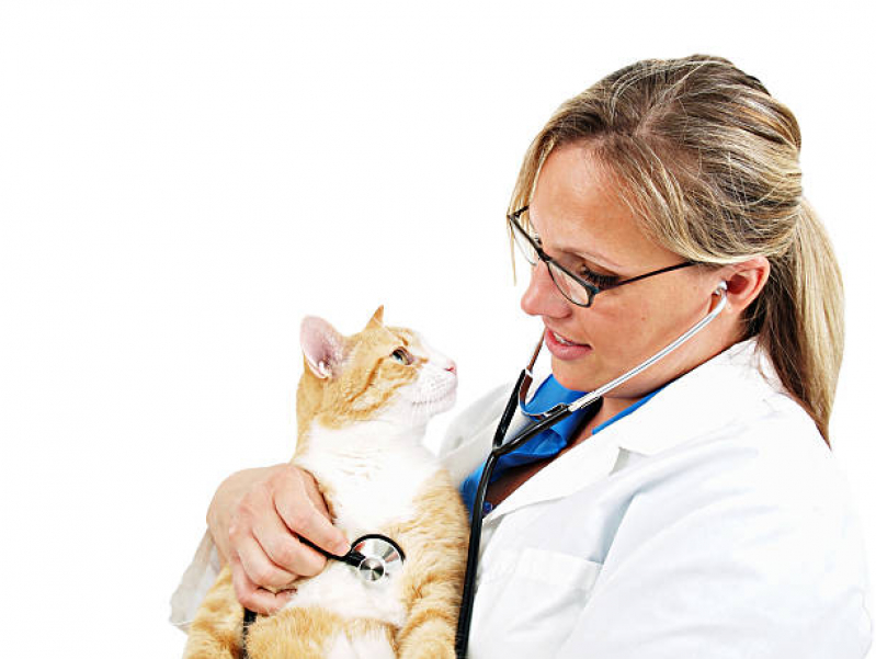 Onde Tem Consulta de Odontologista para Pet SETOR MILITAR URBANO - Consulta de Dermatologista para Pet