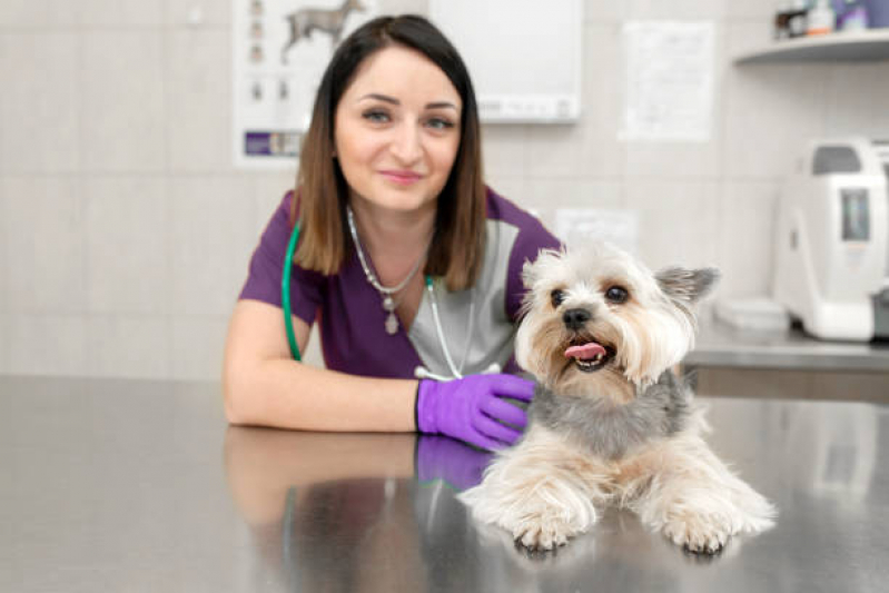 Onde Tem Consulta de Oftalmologista para Pet SETOR DE INDUSTRIA GRAFICA BIOTIC - Consulta de Dermatologista para Pet