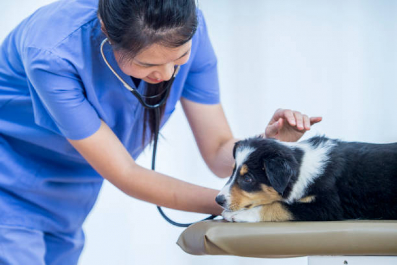 Onde Tem Consulta para Animais Guará - Consulta de Dermatologista para Pet