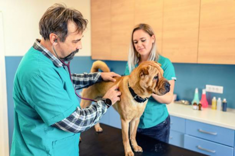 Onde Tem Consulta Veterinária para Animais Guará - Consulta de Endocrinologia para Pet